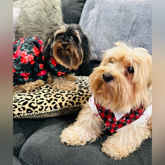 LIKE this to be notified of my live auctions ❤️ Check my photos to see my fam! - Picture 9 of 14